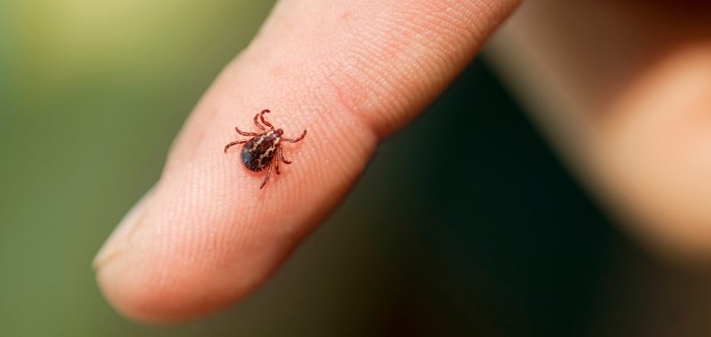 Zeckenbiss bei Kindern: Symptome, Behandlung, Borreliose & FSME – So schützt du dein Kind